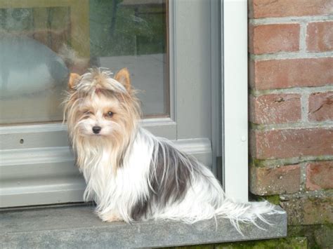 Biewer yorkshire terrier pups en chihuahua pups te koop.